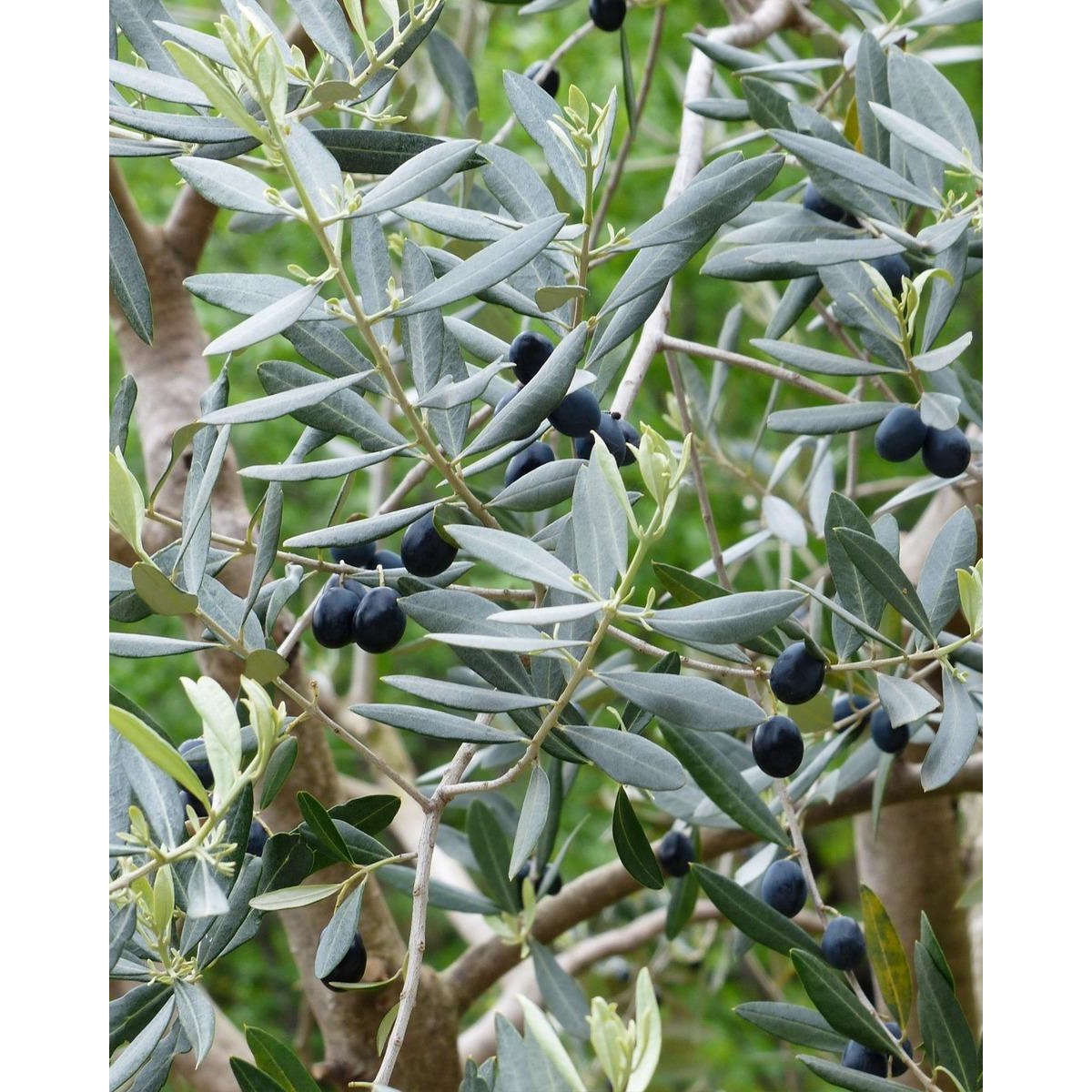   Olea europaea  Pot 20 cm spirale 80