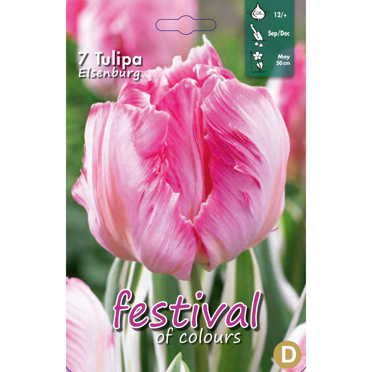   Tulipes perroquets 'Elsenburg'  7 pièces