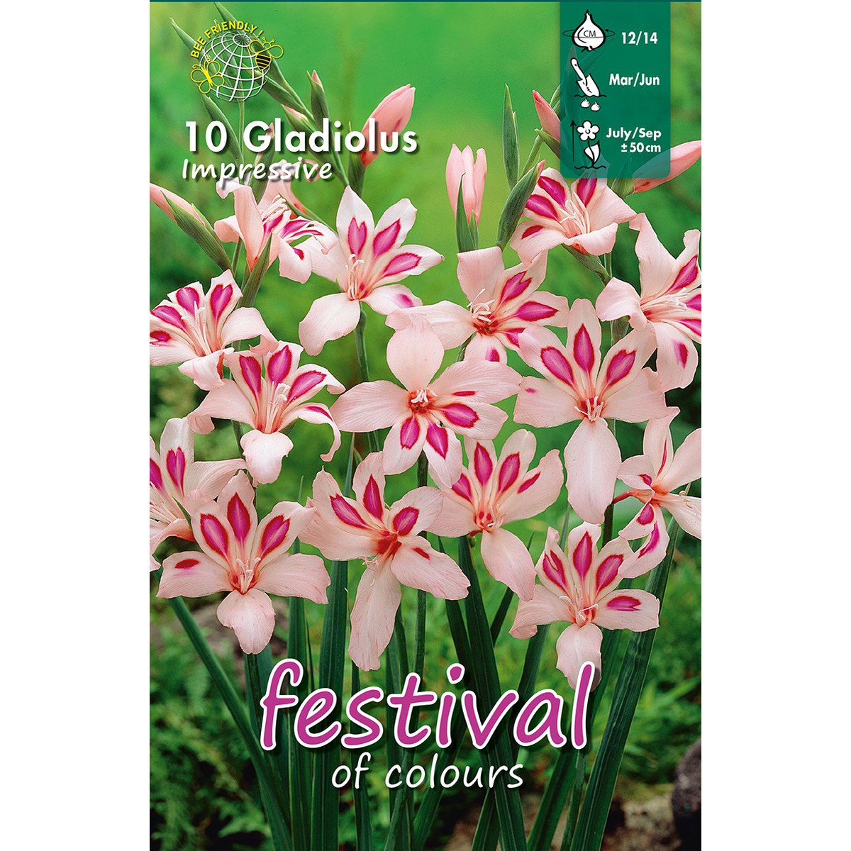   Glaïeuls nain IMPRESSIVE  