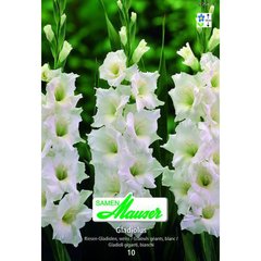   Glaïeuls Géant e My Love  