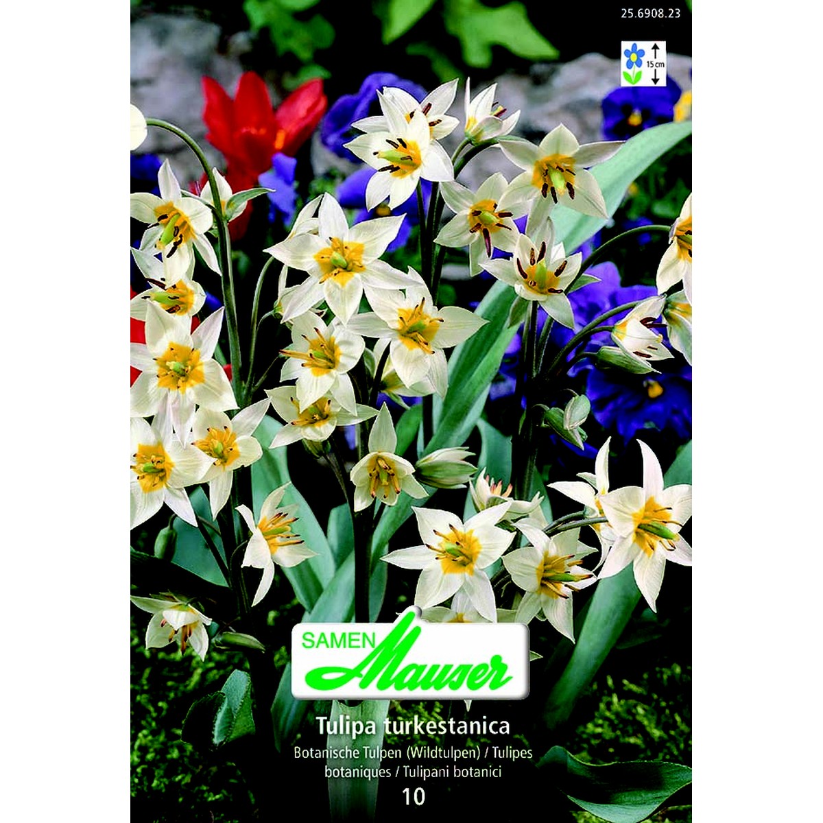   Tulipe botanique turkestanica 10  7/