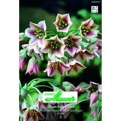   Allium bulgaricum 5  14./