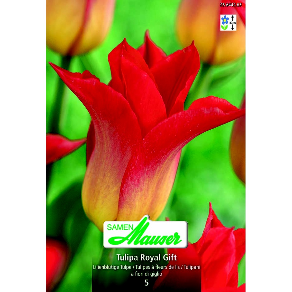   Tulipe LT Royal Gift 5  12/