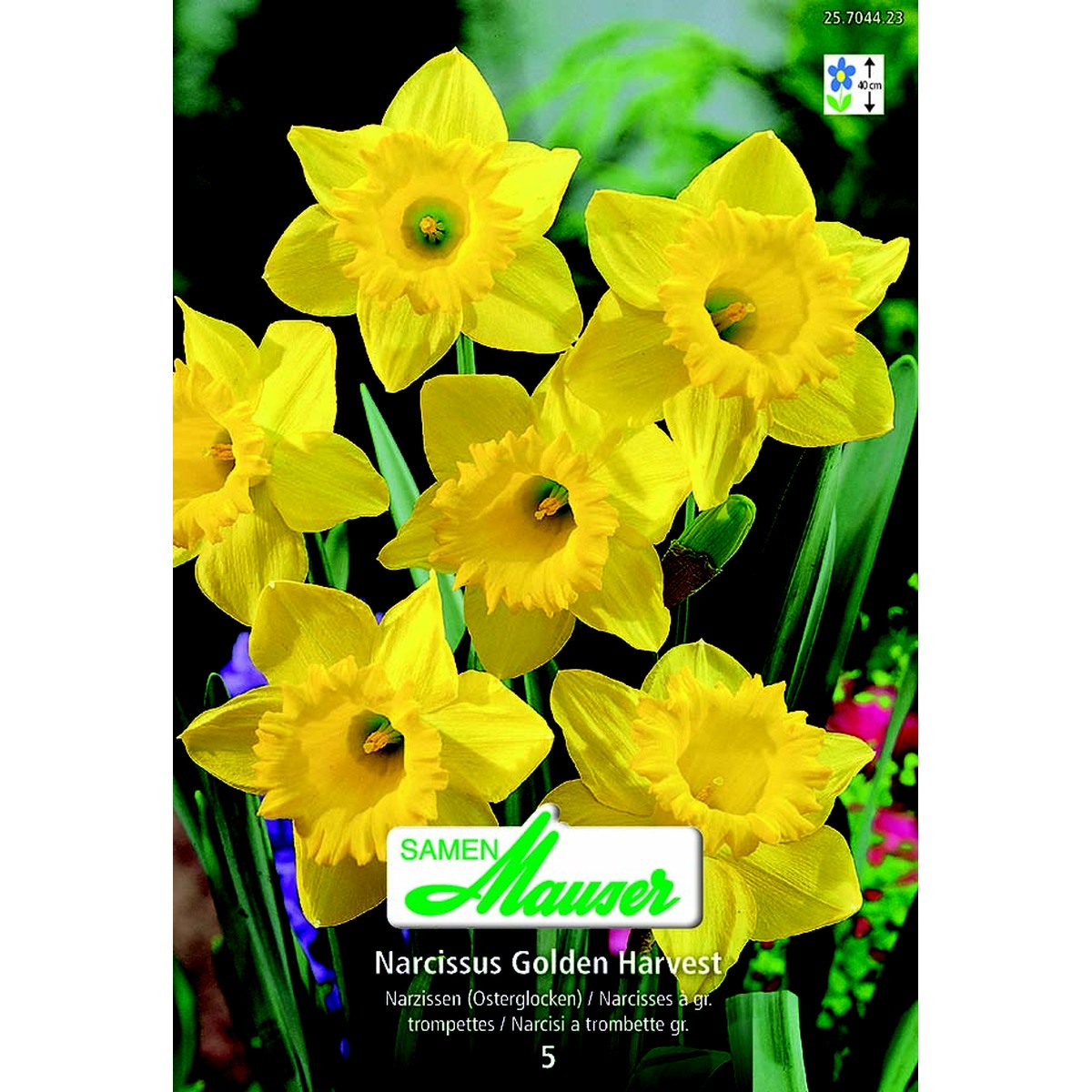   Narcisse- NT Gold Harvest 5  14/