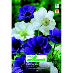   Anemones couleurs bleu et blanc 30  5/