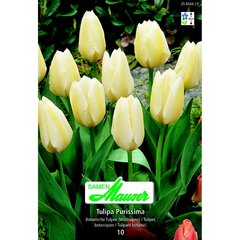   Tulipe botanique Purissima 10  12/