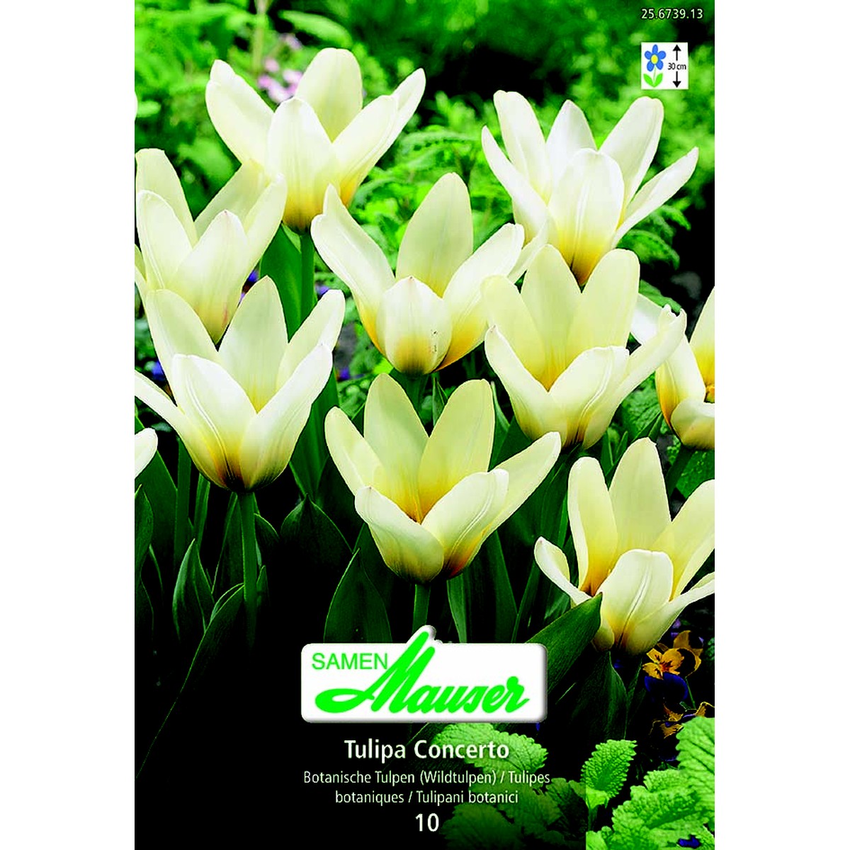   Tulipe botanique Concerto 10  12/