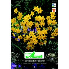   Narcisse Botanique Baby Boomer 5  14/