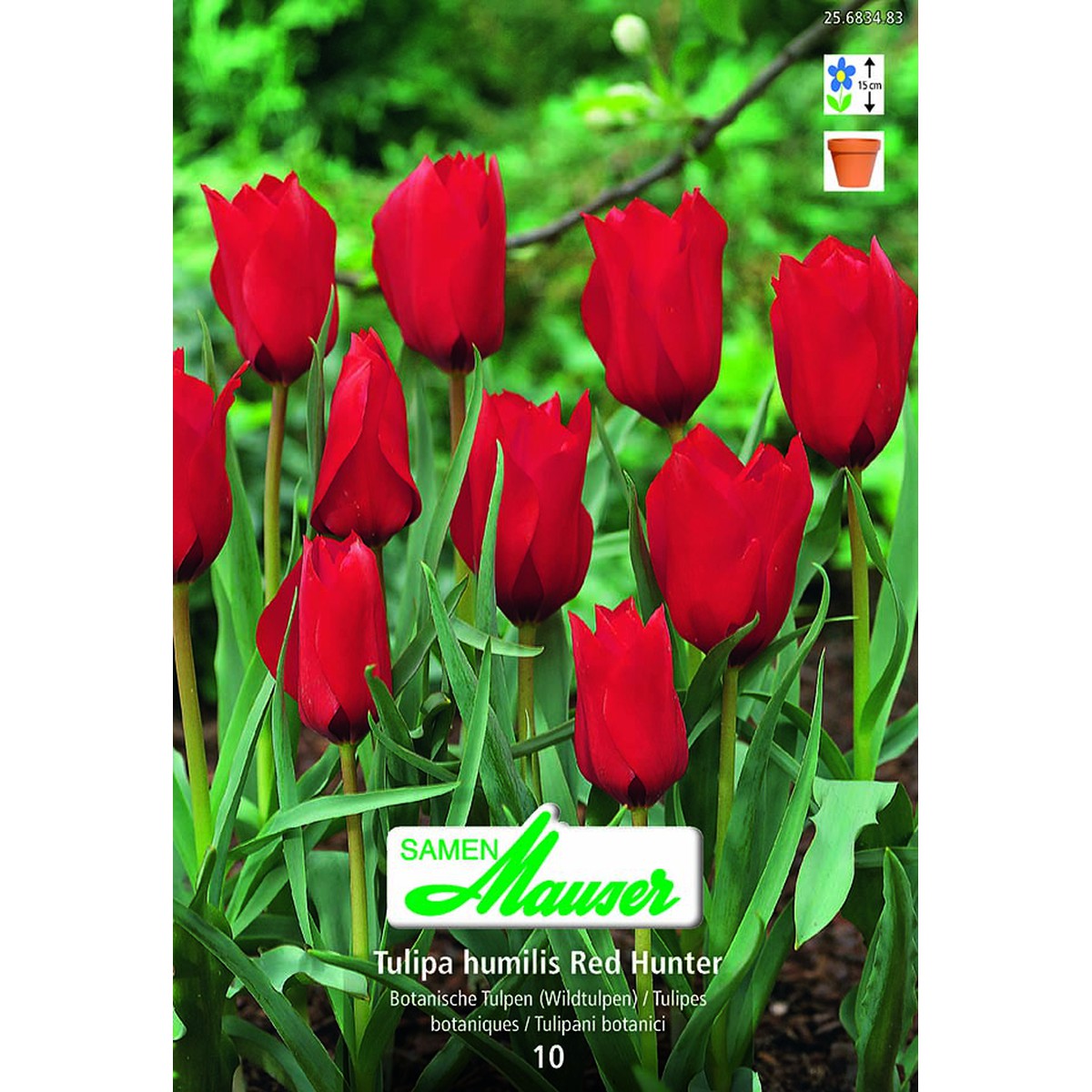   Tulipe botanique hum Red Hunter 10  12/