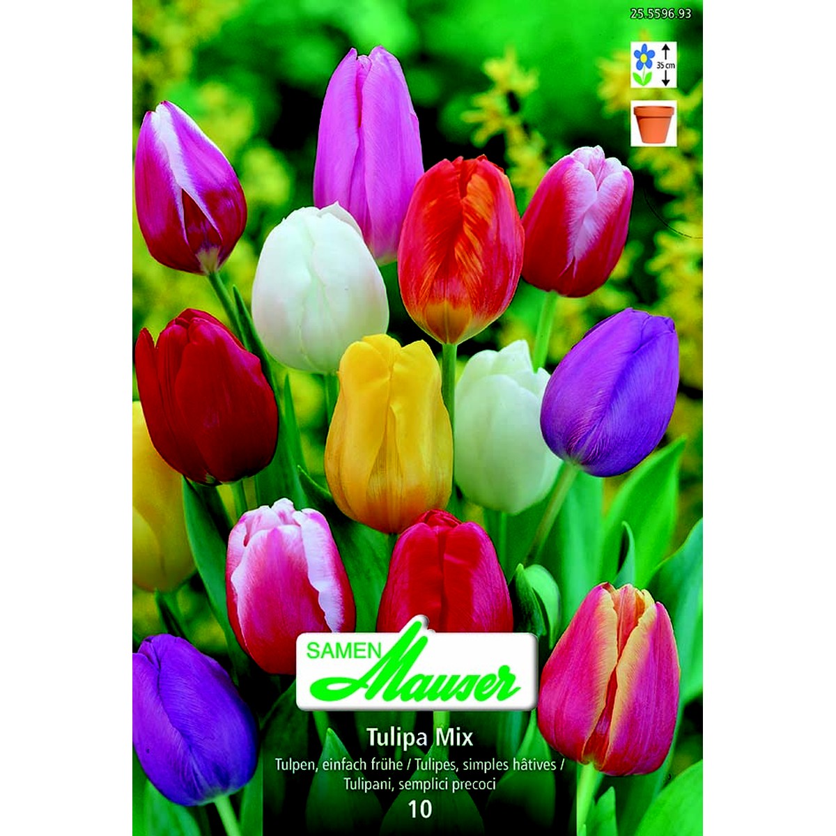   Tulipe TSH mélange 10  12/
