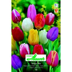   Tulipe TSH mélange 10  12/