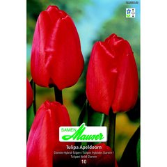   Tulipe THD Apeldoorn  12/
