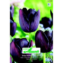   Tulipe TTA Reine de la Nuit 10  12/