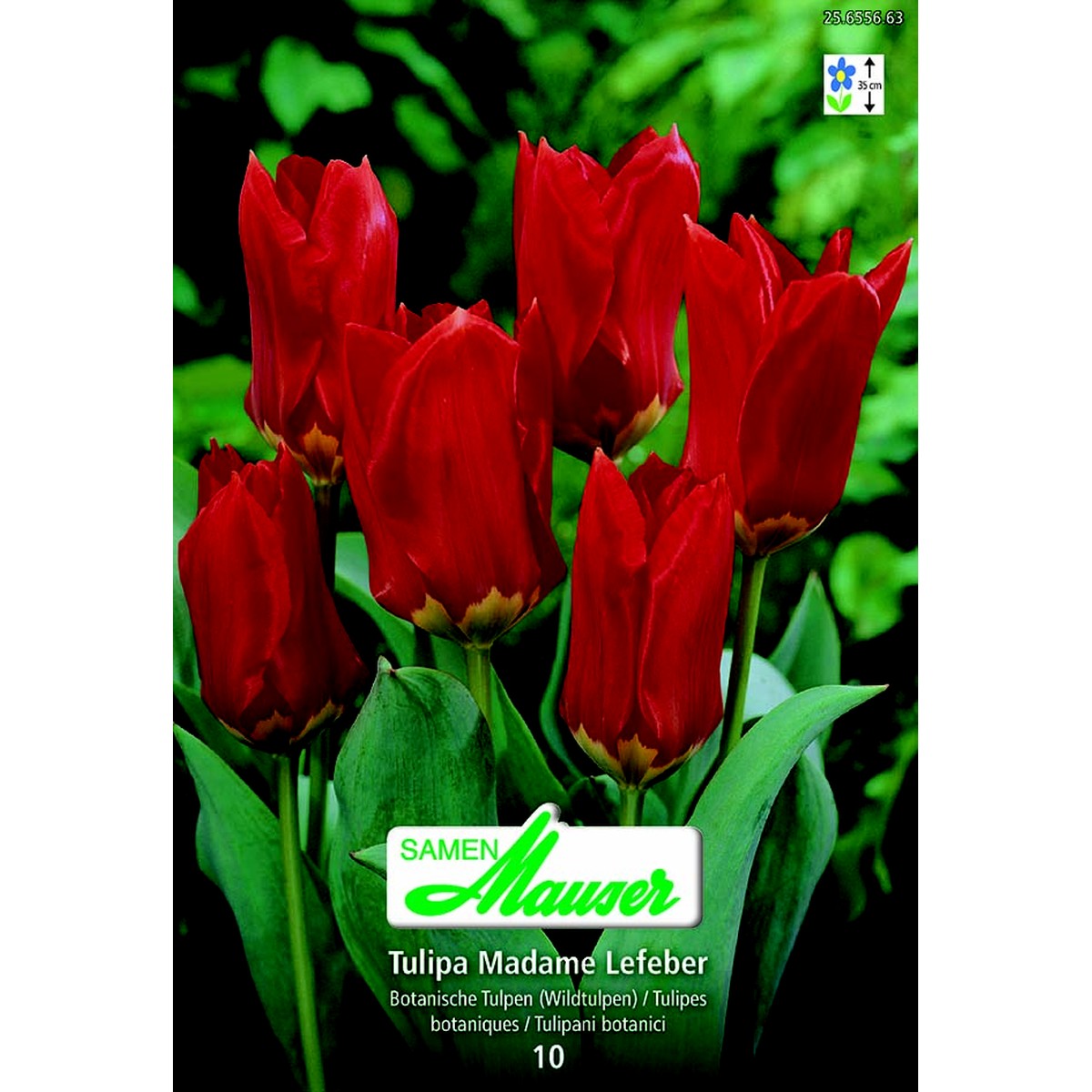   Tulipe botanique Mme Lefeber 10  12/