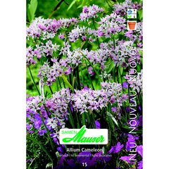   Allium Cameleon 15  4/