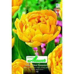   Tulipe TDH Yellow Pomponette 10  12/
