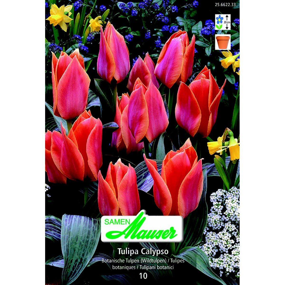  Tulipe botanique Calypso 10  12/