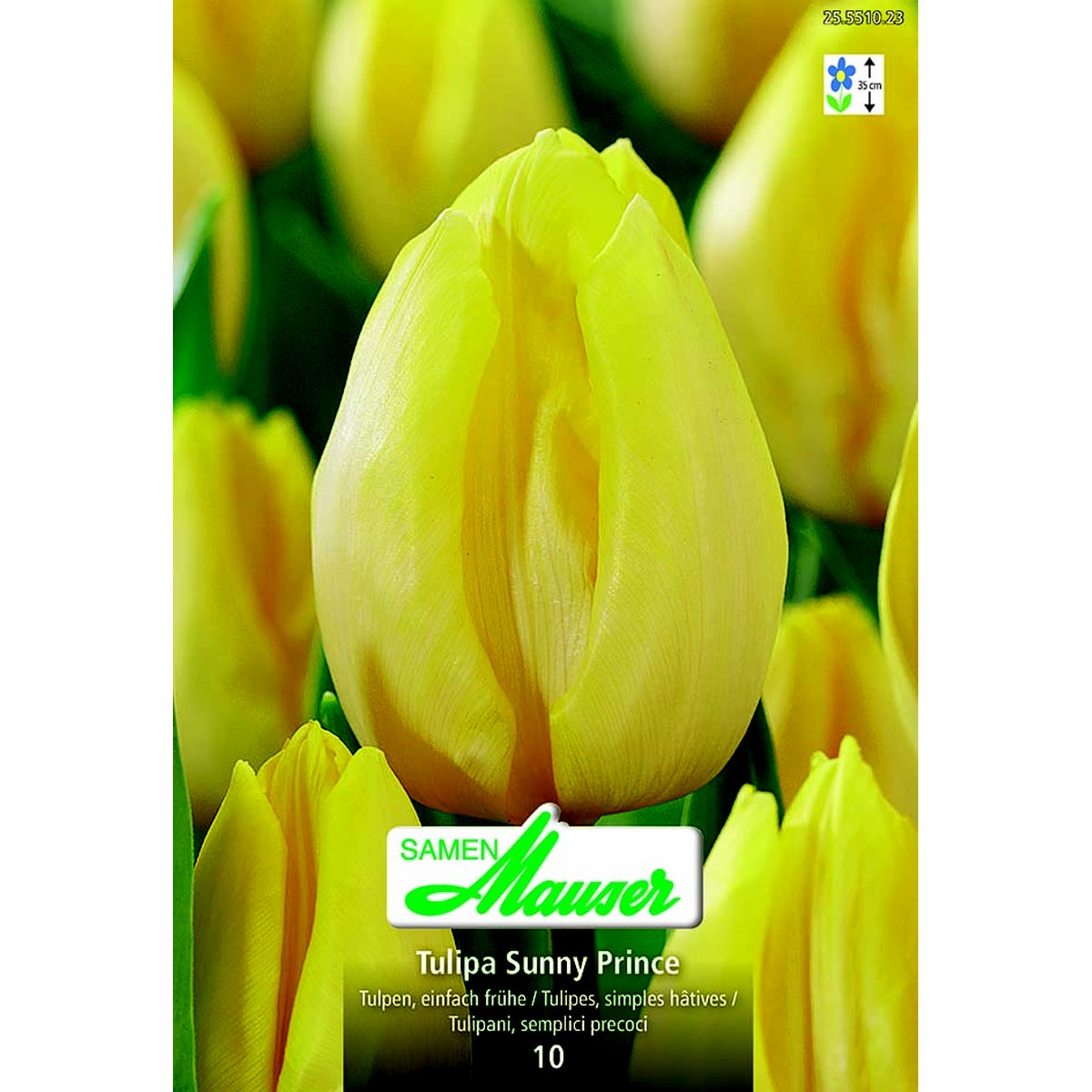  Tulipe TSH Sunny Price 10  12/