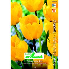   Tulipe CRI Crystal Star 10  12/