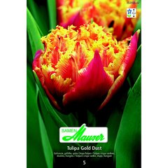   Tulipe CRI Gold Dust 5  12/