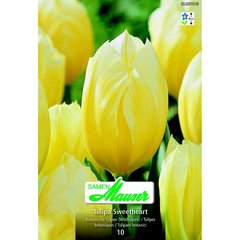   Tulipe botanique Sweetheart 10  12/