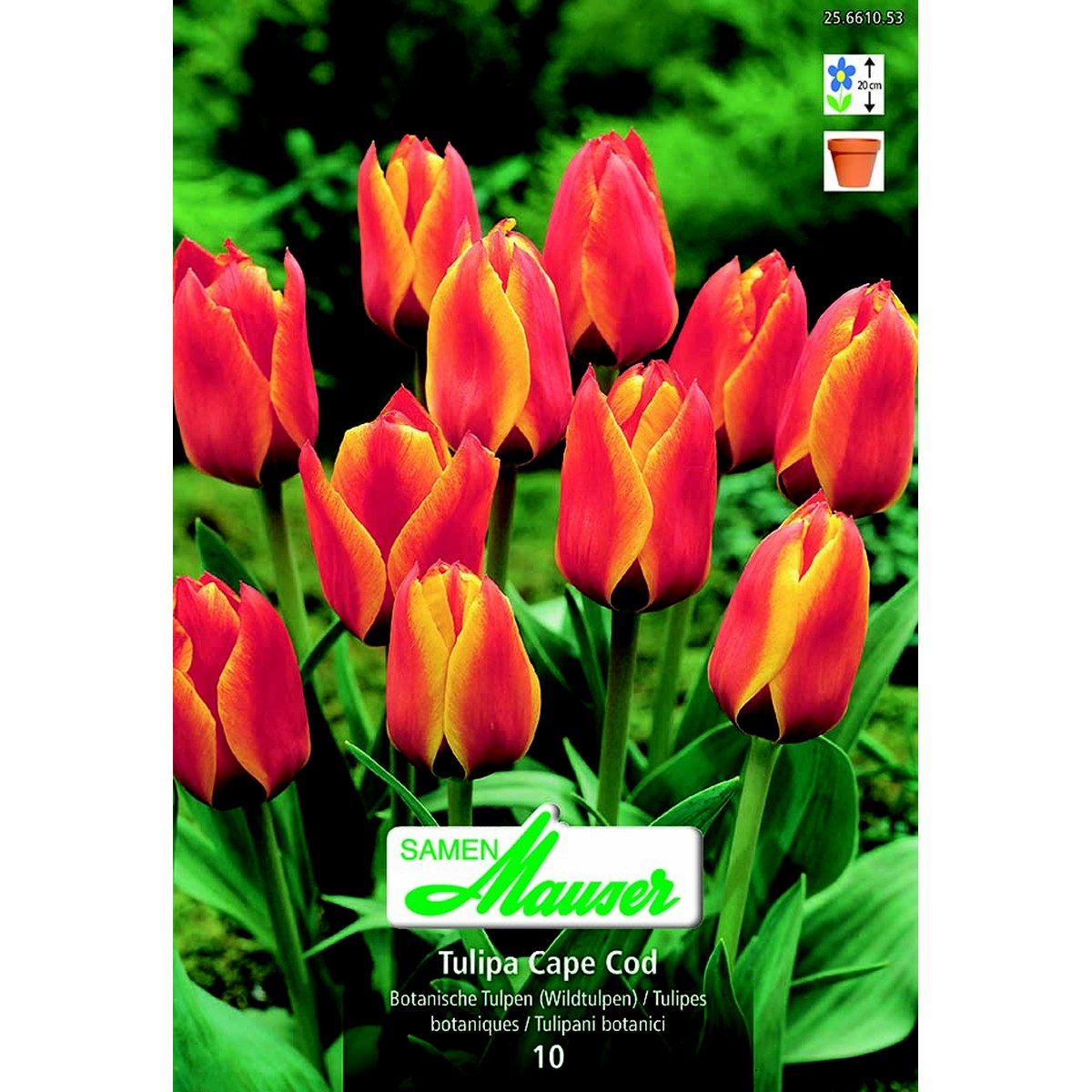   Tulipe botanique Cape Cod  12/