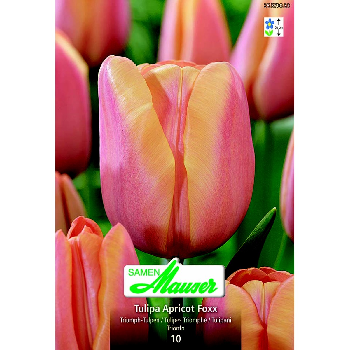   Tulipe TT Apricot Foxx 10  12/