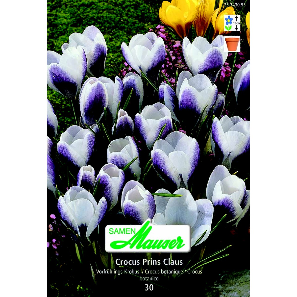   Crocus chrys Prins Claus   30  7/
