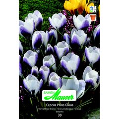   Crocus chrys Prins Claus   30  7/