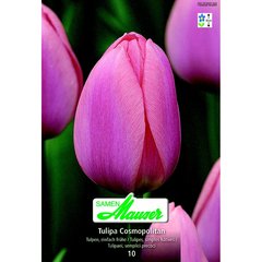   Tulipe TSH Cosmopolitan 10  12/