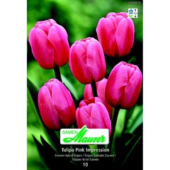  Tulipe THD Pink Impression 10  12/