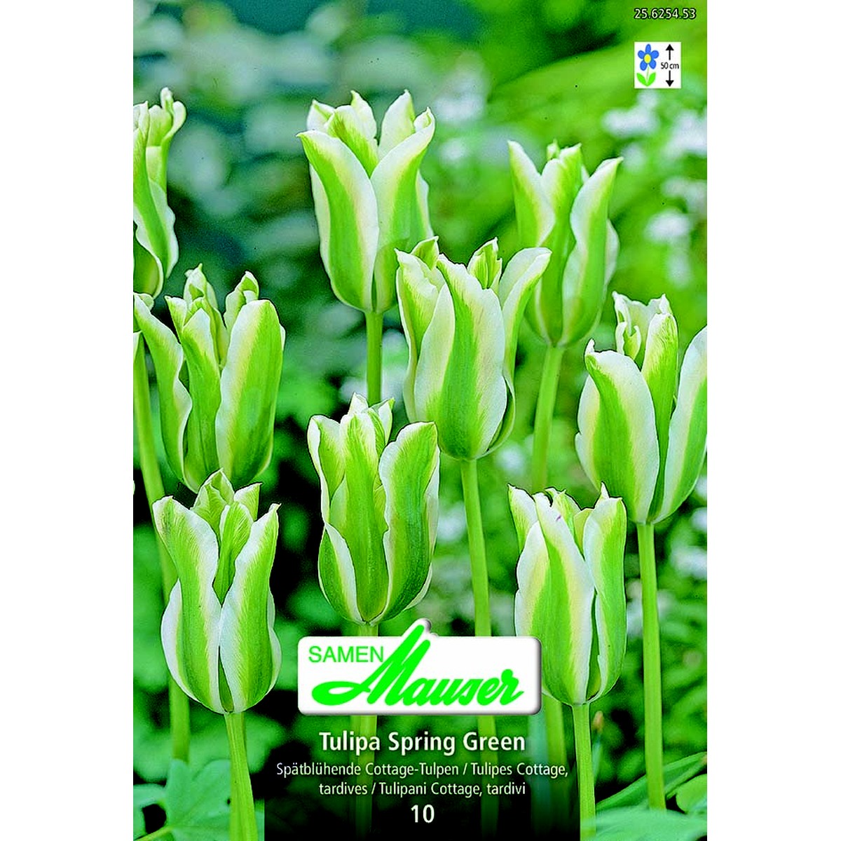   Tulipe VIR Spring Green 10  12/