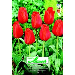   Tulipe botanique Casa Grande 10  12/