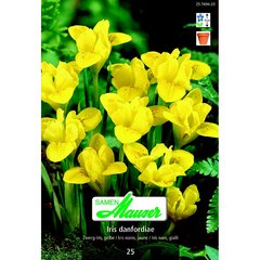   Iris danfordiae jaune 25  6/