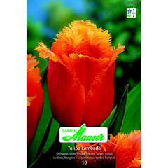   Tulipe CRI Lambada 10  12/
