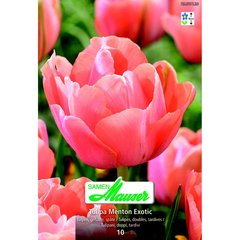   Tulipe TTD Menton Exotic 10  12/