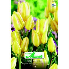   Tulipe TB Antoinette 10  12/