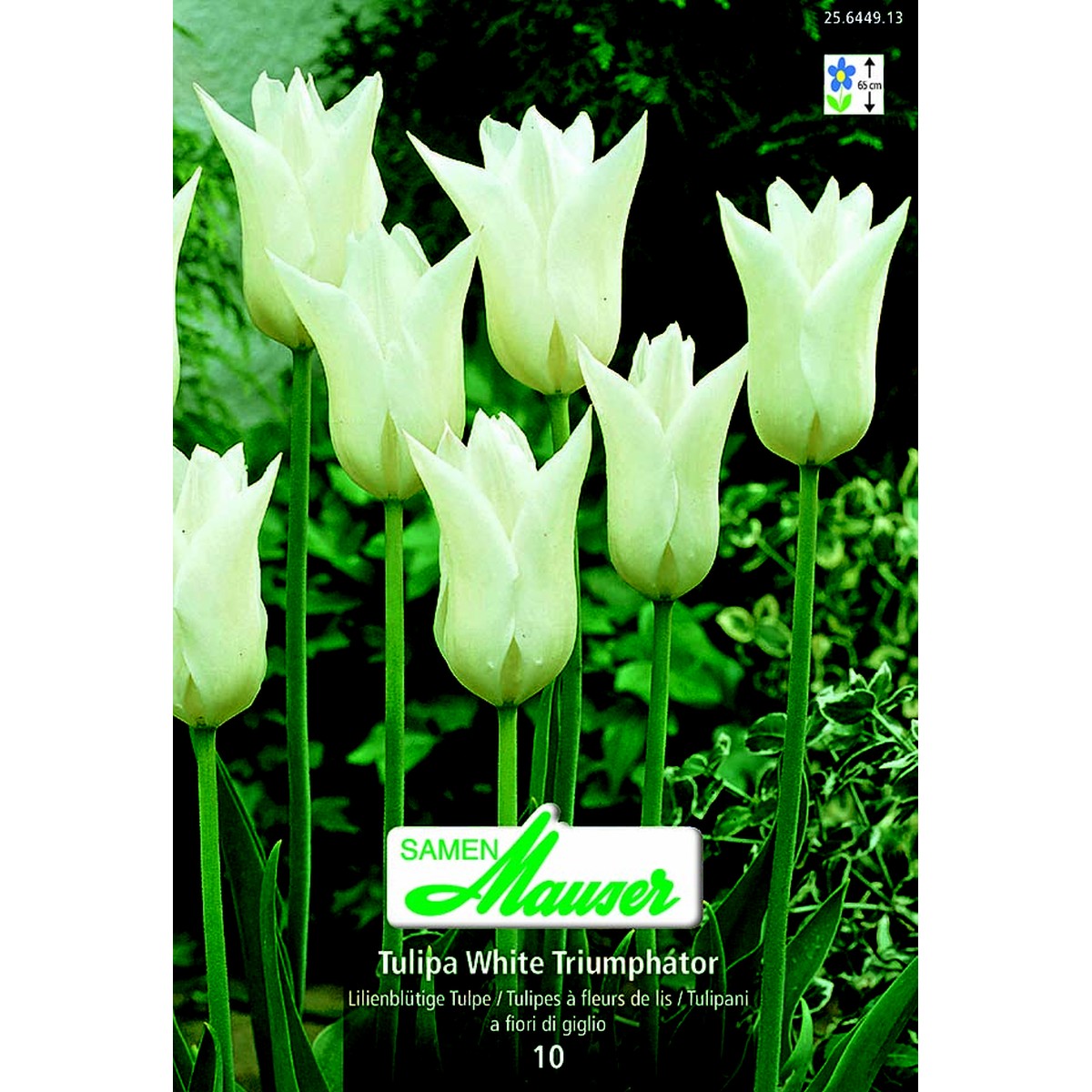   Tulipe TL White Triumphator 10  12/