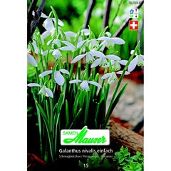   Galanthus nivaLys simple 15  6/