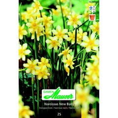   Narcisse- New Baby P 25  14/