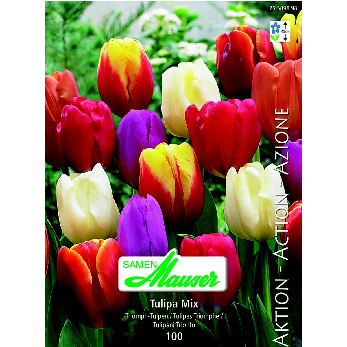   Tulipe Triumph mélange 100  12/