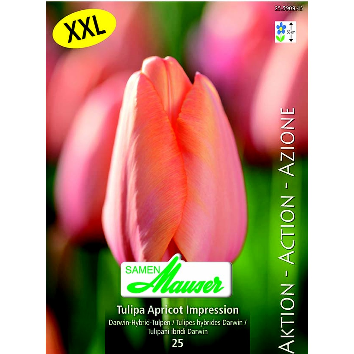   Tulipe THD Apricot Impress 25  14/
