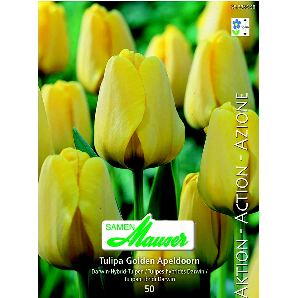   Tulipe THD Golden Apeldoorn 50  12/