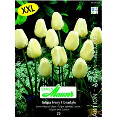  Tulipe THD Ivory Floradale 25  14/