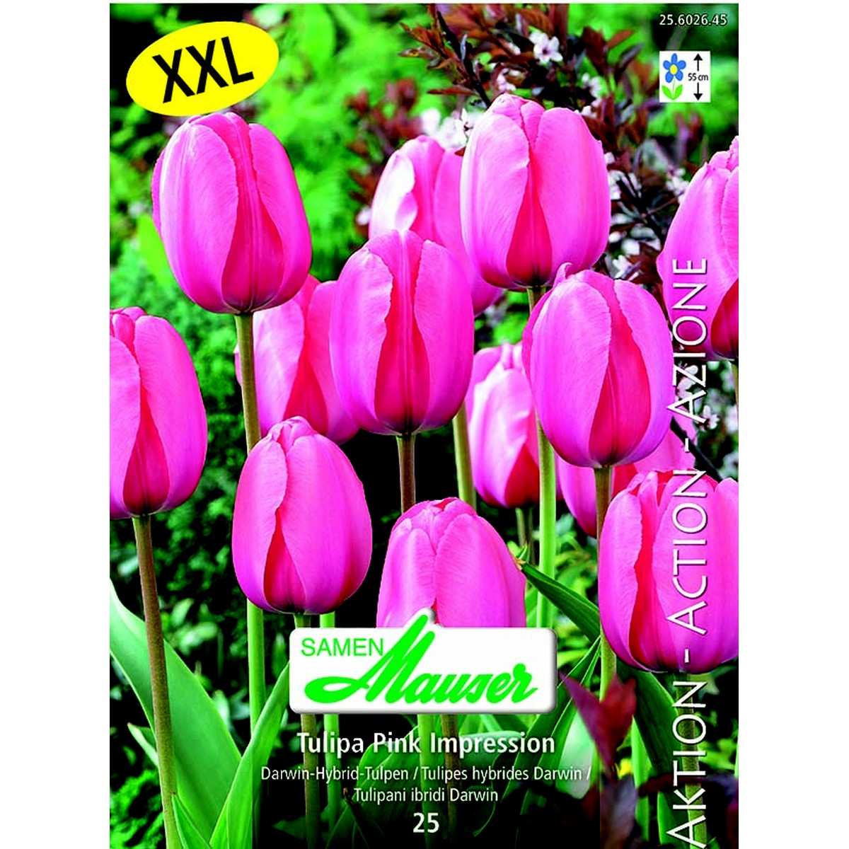   Tulipe THD Pink Impression 25  14/