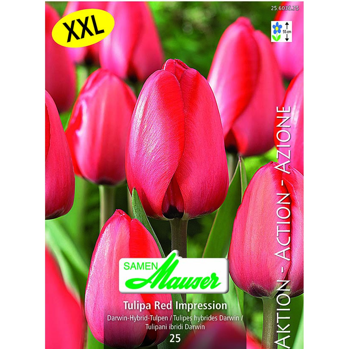   Tulipe THD Red Impression 25  14/