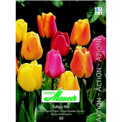   Tulipe THD mélange 50  12/