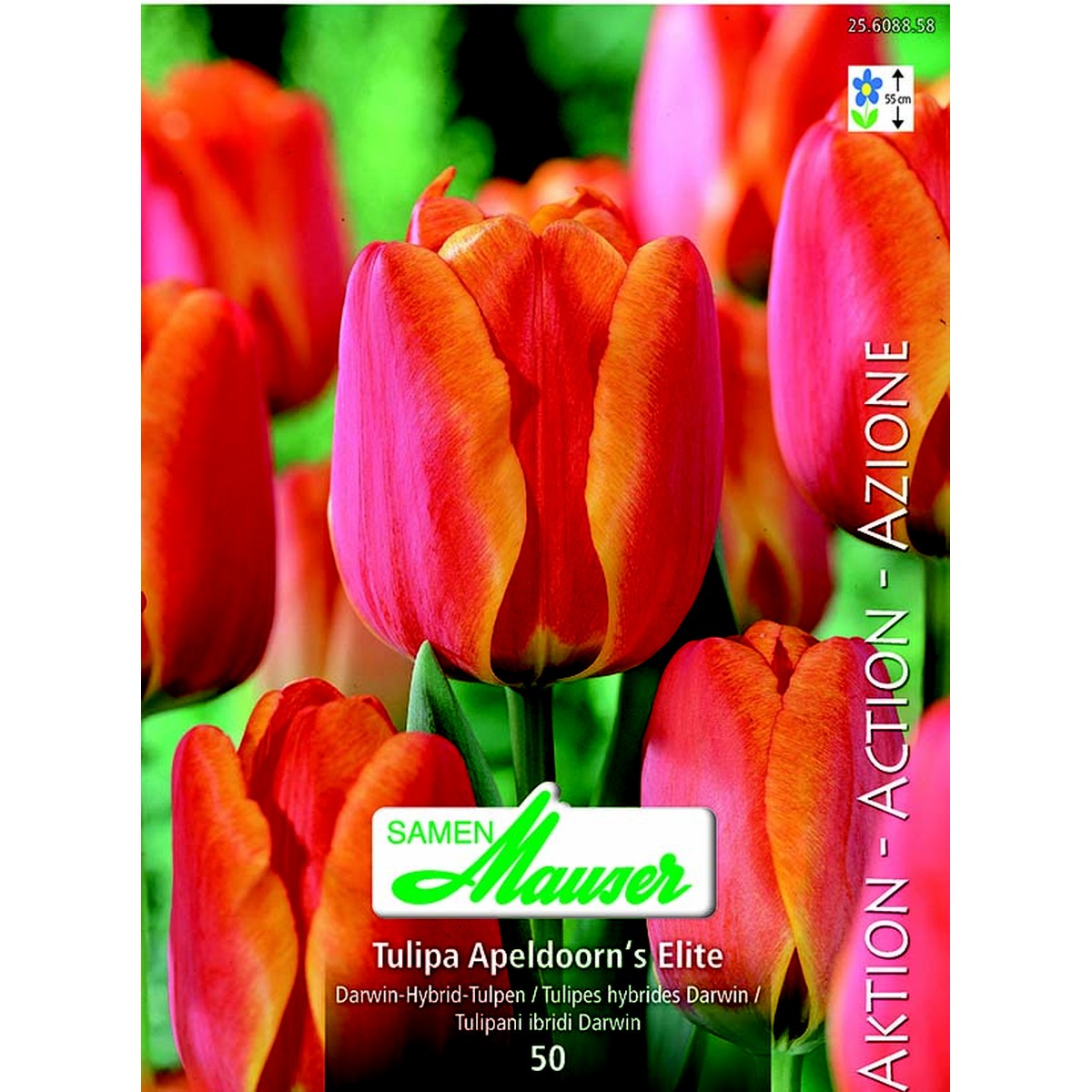   Tulipe THD Apeldoorn's Elite  12/