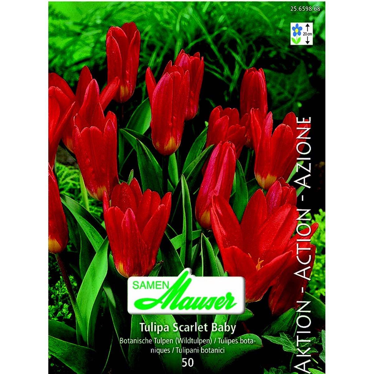   Tulipe botanique Scarlet Baby 50  12/