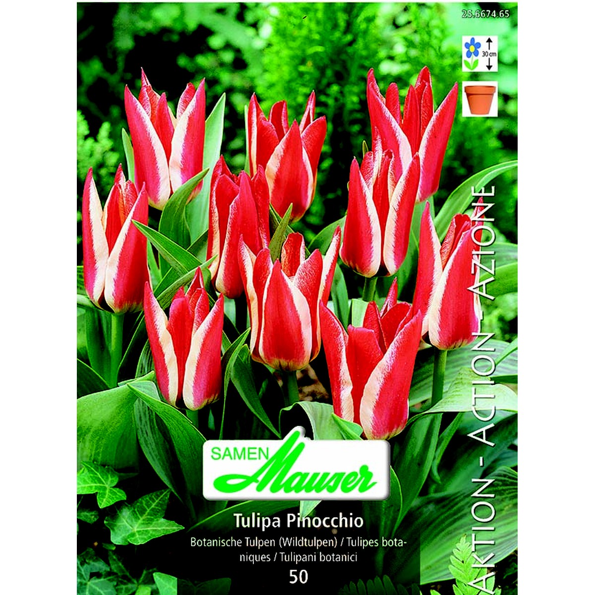   Tulipe Bot Pinocchio 50  12/